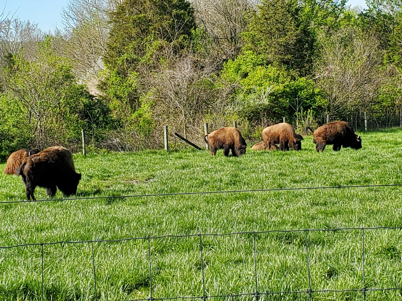 Bison grazing at Big Bone Lick