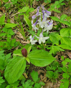 Wildflowers at Big Bone Lick