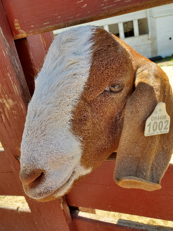 a brown and white goat sticking his head through red fence rails